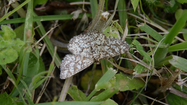 Geometridae: Heliomata glarearia?  S !